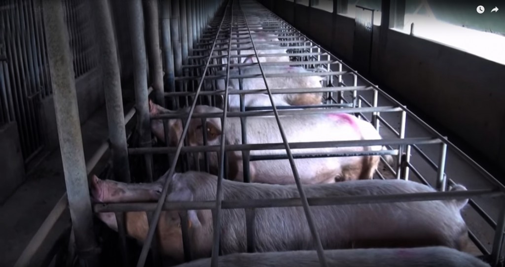 allevamento-campo di prigionia di maiali. 
